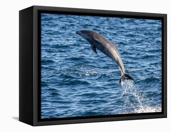 Adult common bottlenose dolphin, leaping off Isla San Jose, Baja California Sur-Michael Nolan-Framed Premier Image Canvas