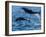 Adult common bottlenose dolphins, leaping off Isla San Jose, Baja California Sur-Michael Nolan-Framed Photographic Print