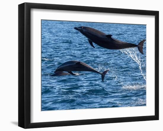 Adult common bottlenose dolphins, leaping off Isla San Jose, Baja California Sur-Michael Nolan-Framed Photographic Print