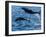 Adult common bottlenose dolphins, leaping off Isla San Jose, Baja California Sur-Michael Nolan-Framed Photographic Print