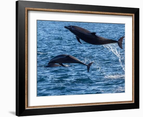 Adult common bottlenose dolphins, leaping off Isla San Jose, Baja California Sur-Michael Nolan-Framed Photographic Print