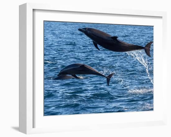 Adult common bottlenose dolphins, leaping off Isla San Jose, Baja California Sur-Michael Nolan-Framed Photographic Print