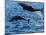 Adult common bottlenose dolphins, leaping off Isla San Jose, Baja California Sur-Michael Nolan-Mounted Photographic Print