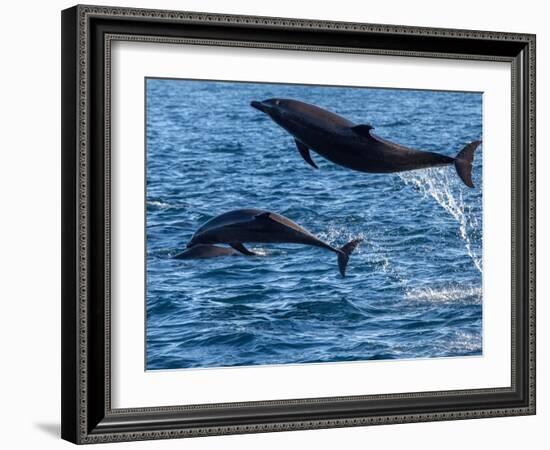 Adult common bottlenose dolphins, leaping off Isla San Jose, Baja California Sur-Michael Nolan-Framed Photographic Print