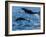 Adult common bottlenose dolphins, leaping off Isla San Jose, Baja California Sur-Michael Nolan-Framed Photographic Print