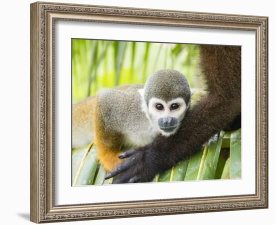 Adult common squirrel monkey (Saimiri sciureus), in San Francisco Village, Peru-Michael Nolan-Framed Photographic Print