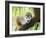 Adult common squirrel monkey (Saimiri sciureus), in San Francisco Village, Peru-Michael Nolan-Framed Photographic Print