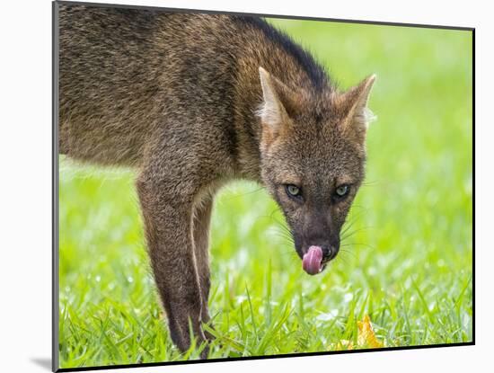 Adult crab-eating fox (Cerdocyon thous), head detail at Pousada Piuval, Mato Grosso, Pantanal-Michael Nolan-Mounted Photographic Print