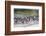 Adult Dolphin Gulls (Leucophaeus Scoresbii) Amongst Chick Creche, Falkland Islands-Michael Nolan-Framed Photographic Print