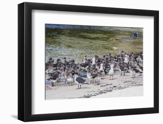 Adult Dolphin Gulls (Leucophaeus Scoresbii) Amongst Chick Creche, Falkland Islands-Michael Nolan-Framed Photographic Print