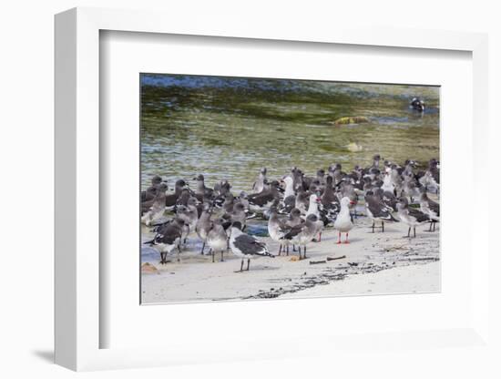 Adult Dolphin Gulls (Leucophaeus Scoresbii) Amongst Chick Creche, Falkland Islands-Michael Nolan-Framed Photographic Print