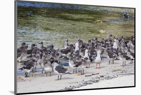 Adult Dolphin Gulls (Leucophaeus Scoresbii) Amongst Chick Creche, Falkland Islands-Michael Nolan-Mounted Photographic Print