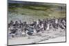 Adult Dolphin Gulls (Leucophaeus Scoresbii) Amongst Chick Creche, Falkland Islands-Michael Nolan-Mounted Photographic Print