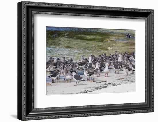 Adult Dolphin Gulls (Leucophaeus Scoresbii) Amongst Chick Creche, Falkland Islands-Michael Nolan-Framed Photographic Print