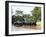 Adult domestic water buffalo (Bubalus bubalis), on the Rio Cuiaba, Mato Grosso, Pantanal-Michael Nolan-Framed Photographic Print