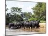 Adult domestic water buffalo (Bubalus bubalis), on the Rio Cuiaba, Mato Grosso, Pantanal-Michael Nolan-Mounted Photographic Print