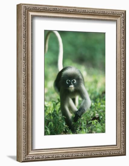 Adult Dusky Leaf Monkey (Trachypithecus Obscurus) Running, Thailand 1996-Elio Della Ferrera-Framed Photographic Print