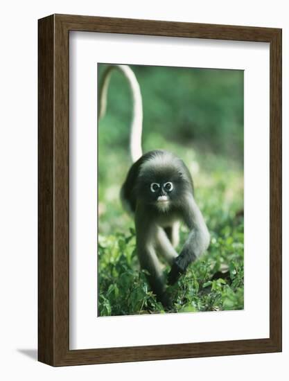 Adult Dusky Leaf Monkey (Trachypithecus Obscurus) Running, Thailand 1996-Elio Della Ferrera-Framed Photographic Print