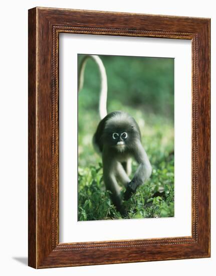 Adult Dusky Leaf Monkey (Trachypithecus Obscurus) Running, Thailand 1996-Elio Della Ferrera-Framed Photographic Print