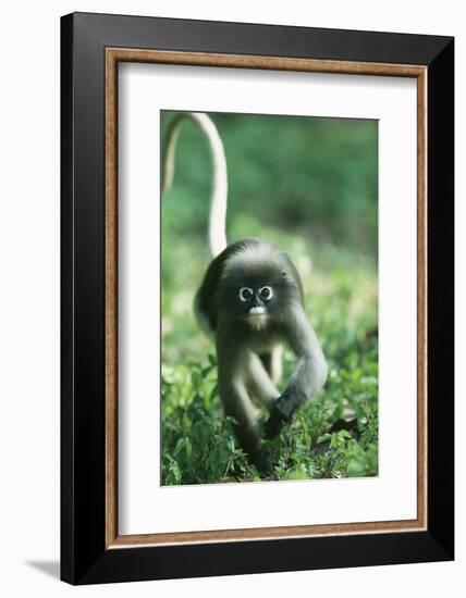 Adult Dusky Leaf Monkey (Trachypithecus Obscurus) Running, Thailand 1996-Elio Della Ferrera-Framed Photographic Print