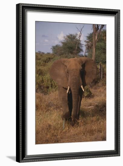 Adult Elephant-DLILLC-Framed Photographic Print