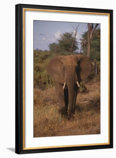 Adult Elephant-DLILLC-Framed Photographic Print