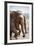 Adult Elephants (Elephantidae) at the Pinnewala Elephant Orphanage, Sri Lanka, Asia-Charlie-Framed Photographic Print