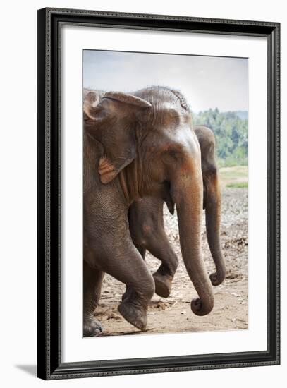 Adult Elephants (Elephantidae) at the Pinnewala Elephant Orphanage, Sri Lanka, Asia-Charlie-Framed Photographic Print