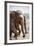 Adult Elephants (Elephantidae) at the Pinnewala Elephant Orphanage, Sri Lanka, Asia-Charlie-Framed Photographic Print