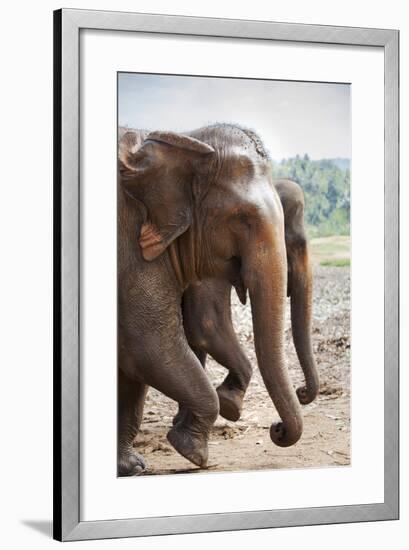 Adult Elephants (Elephantidae) at the Pinnewala Elephant Orphanage, Sri Lanka, Asia-Charlie-Framed Photographic Print