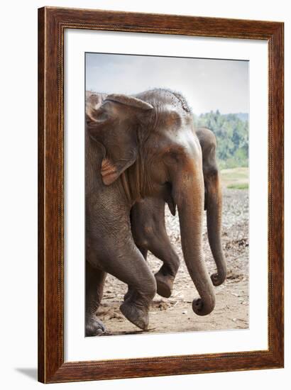 Adult Elephants (Elephantidae) at the Pinnewala Elephant Orphanage, Sri Lanka, Asia-Charlie-Framed Photographic Print