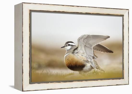 Adult Eurasian Dotterel (Charadrius Morinellus) with Wings Partially Raised, Cairngorms Np, UK-Mark Hamblin-Framed Premier Image Canvas