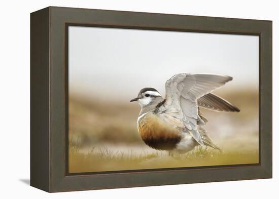 Adult Eurasian Dotterel (Charadrius Morinellus) with Wings Partially Raised, Cairngorms Np, UK-Mark Hamblin-Framed Premier Image Canvas