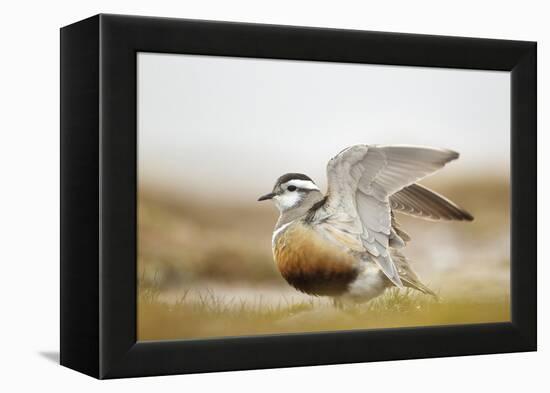 Adult Eurasian Dotterel (Charadrius Morinellus) with Wings Partially Raised, Cairngorms Np, UK-Mark Hamblin-Framed Premier Image Canvas