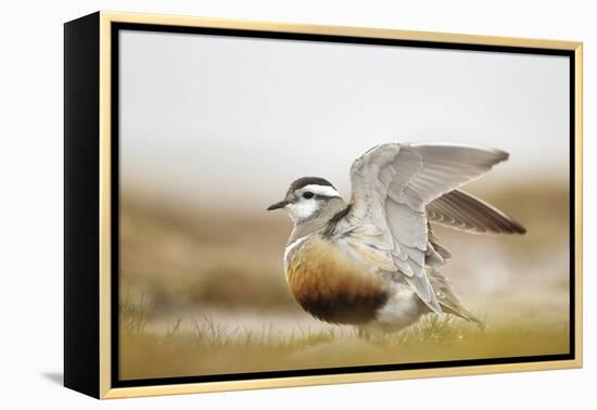 Adult Eurasian Dotterel (Charadrius Morinellus) with Wings Partially Raised, Cairngorms Np, UK-Mark Hamblin-Framed Premier Image Canvas