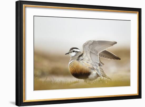 Adult Eurasian Dotterel (Charadrius Morinellus) with Wings Partially Raised, Cairngorms Np, UK-Mark Hamblin-Framed Photographic Print