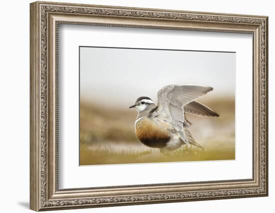 Adult Eurasian Dotterel (Charadrius Morinellus) with Wings Partially Raised, Cairngorms Np, UK-Mark Hamblin-Framed Photographic Print