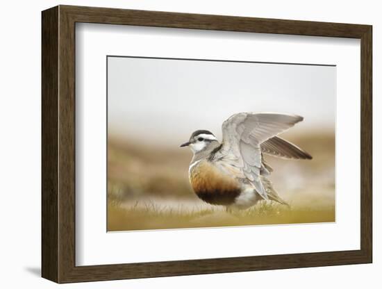 Adult Eurasian Dotterel (Charadrius Morinellus) with Wings Partially Raised, Cairngorms Np, UK-Mark Hamblin-Framed Photographic Print