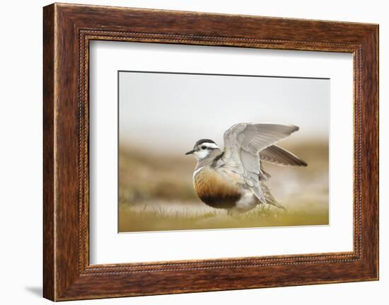 Adult Eurasian Dotterel (Charadrius Morinellus) with Wings Partially Raised, Cairngorms Np, UK-Mark Hamblin-Framed Photographic Print