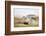 Adult Eurasian Dotterel (Charadrius Morinellus) with Wings Partially Raised, Cairngorms Np, UK-Mark Hamblin-Framed Photographic Print