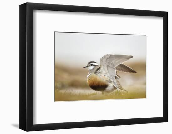 Adult Eurasian Dotterel (Charadrius Morinellus) with Wings Partially Raised, Cairngorms Np, UK-Mark Hamblin-Framed Photographic Print