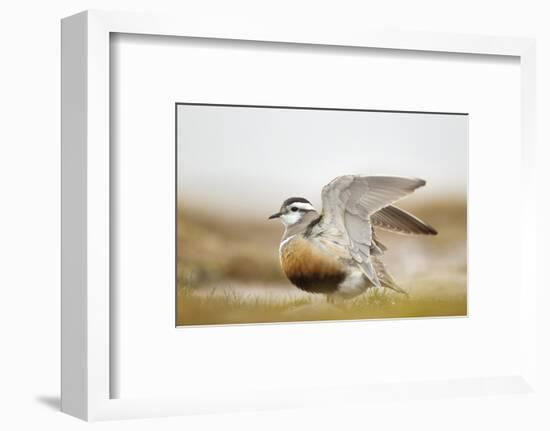 Adult Eurasian Dotterel (Charadrius Morinellus) with Wings Partially Raised, Cairngorms Np, UK-Mark Hamblin-Framed Photographic Print