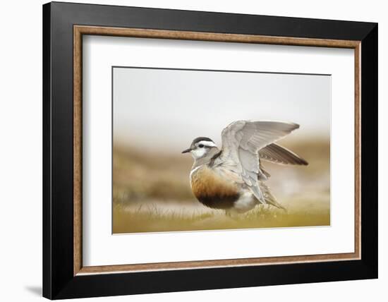 Adult Eurasian Dotterel (Charadrius Morinellus) with Wings Partially Raised, Cairngorms Np, UK-Mark Hamblin-Framed Photographic Print