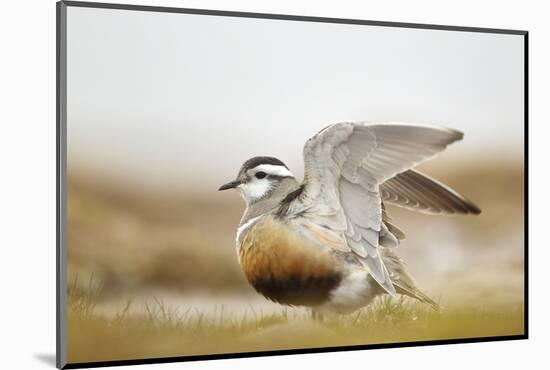 Adult Eurasian Dotterel (Charadrius Morinellus) with Wings Partially Raised, Cairngorms Np, UK-Mark Hamblin-Mounted Photographic Print