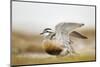 Adult Eurasian Dotterel (Charadrius Morinellus) with Wings Partially Raised, Cairngorms Np, UK-Mark Hamblin-Mounted Photographic Print