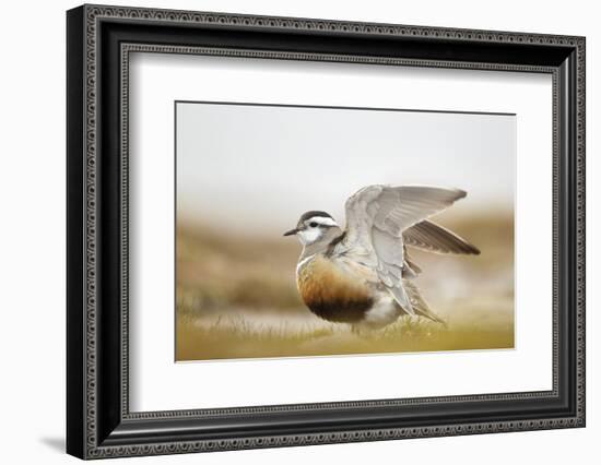 Adult Eurasian Dotterel (Charadrius Morinellus) with Wings Partially Raised, Cairngorms Np, UK-Mark Hamblin-Framed Photographic Print