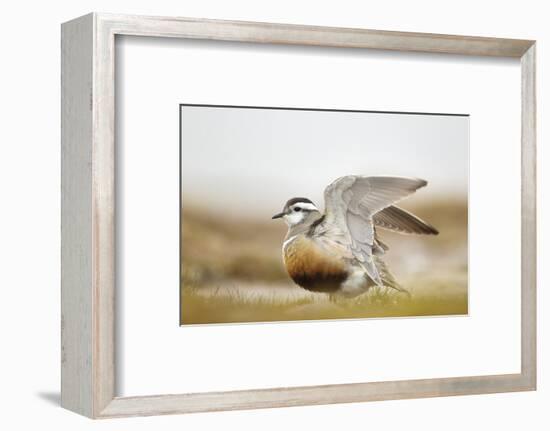 Adult Eurasian Dotterel (Charadrius Morinellus) with Wings Partially Raised, Cairngorms Np, UK-Mark Hamblin-Framed Photographic Print