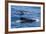 Adult Female and Male Long-Finned Pilot Whales (Globicephala Melas)-Michael Nolan-Framed Photographic Print