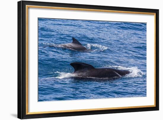 Adult Female and Male Long-Finned Pilot Whales (Globicephala Melas)-Michael Nolan-Framed Photographic Print