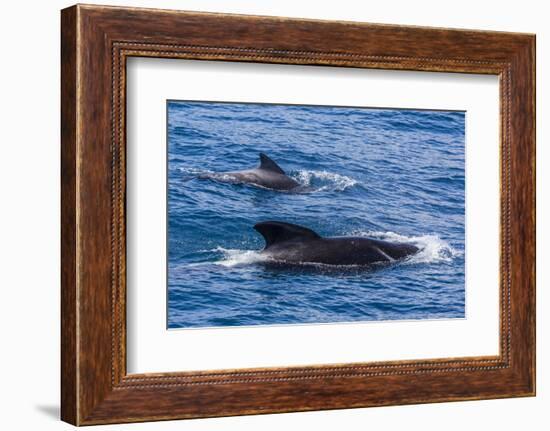 Adult Female and Male Long-Finned Pilot Whales (Globicephala Melas)-Michael Nolan-Framed Photographic Print